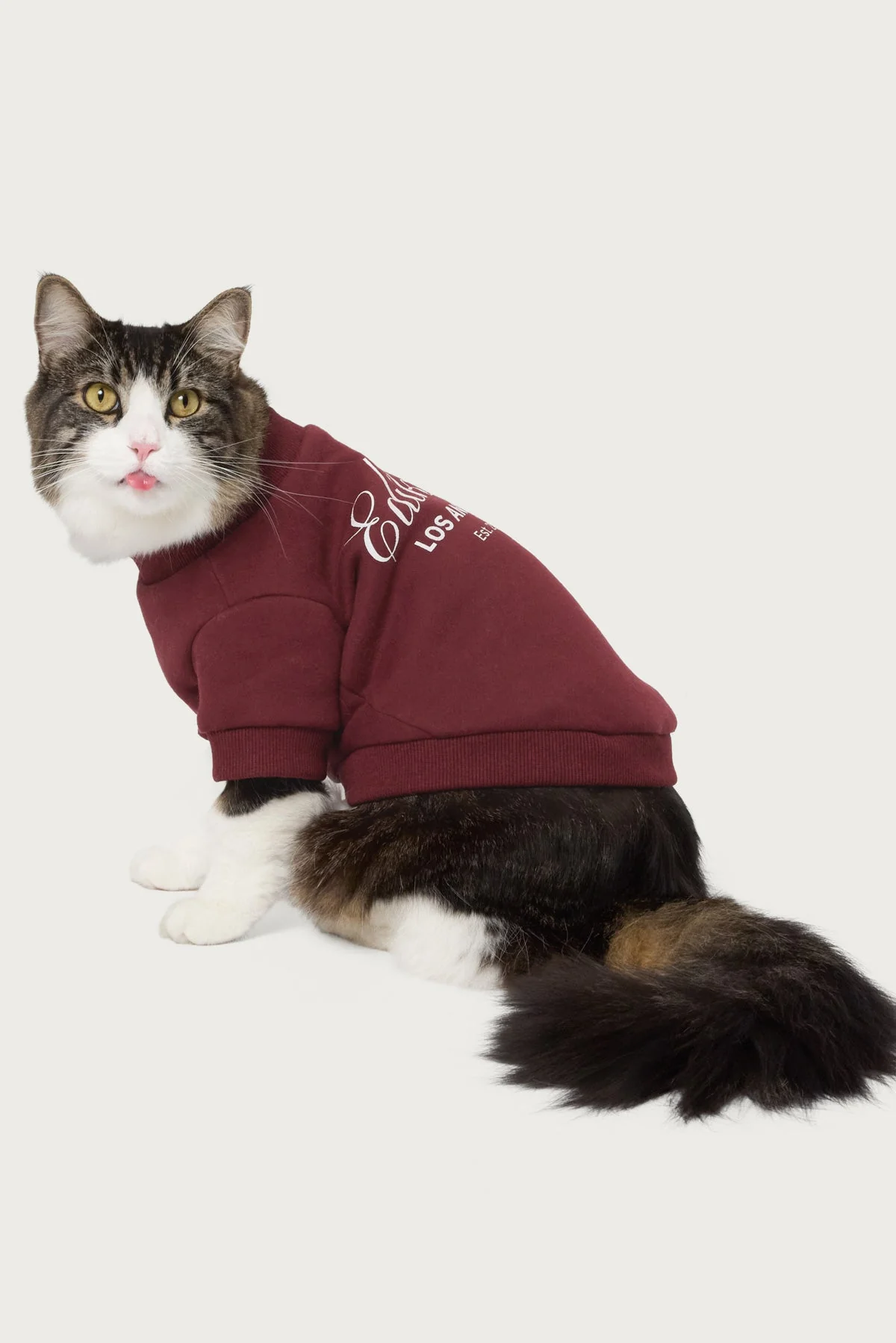 Get Edikted Pet Sweatshirt - Image 4