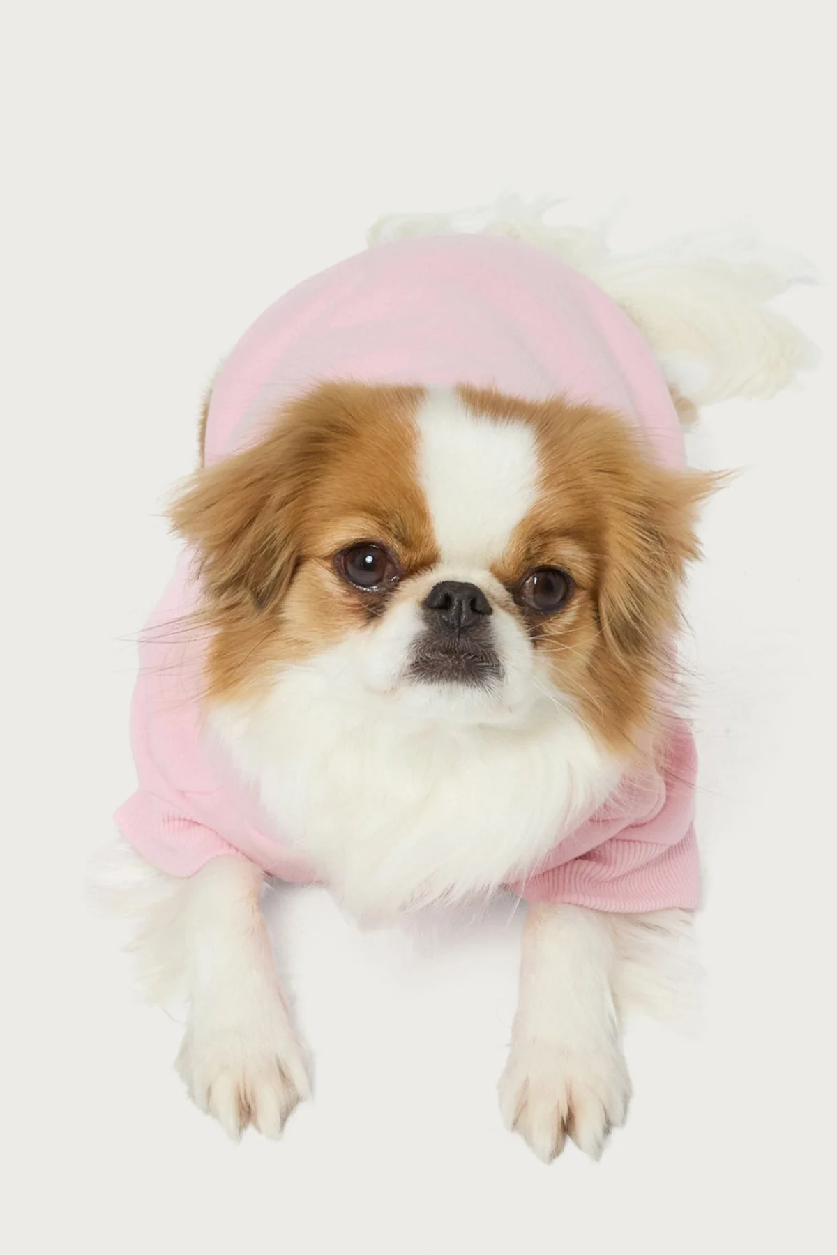 Totally Edikted Pet Hoodie - Image 4